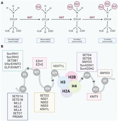 Role and potential therapeutic value of histone methyltransferases in drug resistance mechanisms in lung cancer